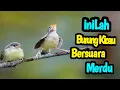 Burung Kicau Bersuara Merdu