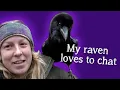 Download Lagu Fable the Raven |  Did you know Ravens can talk?!
