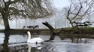 أدلعك دلع ما يخطر على البااال   دندنها
