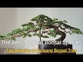 Download Lagu The Art and Advantages of Sancang Bonsai and the Slanting Bonsai Style