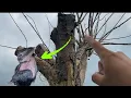 Download Lagu Sarangnya burung pelatuk tapi anaknya kok begini - asli gak nyangka cuy 😅