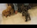 Cockapoo Puppies For Sale