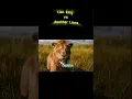 Download Lagu Lions Fighting Alien Lions --- Mufasa x LONOWN - AVANGARD (Slowed + Verb)  #edit #movie #mufasa