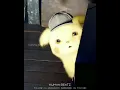 Download Lagu cute pikachu 🤎 #ringtone