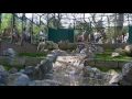Vukovi u Beo Zoo Vrtu