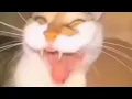 Download Lagu Orange cat laughing hard, and evil.