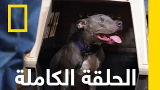 ممز ق سيزار فى مهم ة انقاذ ناشونال جيوغرافيك أبوظبي 