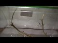 Red back spider vs Daddy long legs