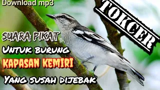 Download SUARA UNTUK PIKAT - burung kapasan kemiri yang susah turun TOKCER MP3