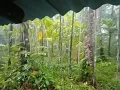 Download Lagu suara hujan di hutan durian membuat hati dan pikiran menjadi tenang || eps-55