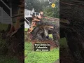 Tree down in Columbia after storm