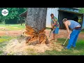 Idiots With Chainsaws Tree Cutting Fails Extreme Dangerous Logging Truck Fails