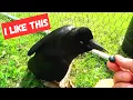 What do crows eat