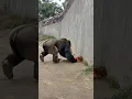 Download Lagu The gorilla started dragging the child, and then..