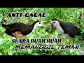 Download Lagu SUARA BURUNG RUAK RUAK MEMANGGIL TEMAN // SUPER AMPUH// JERNIH// BITDRAP