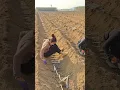 Download Lagu A Different Farming Method Of Sugarcane Planting Deeper And Placing Sideways #satisfying #short