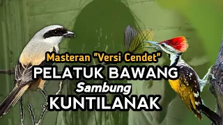 pelatuk bawang sambung tengkekbuto u0026 kunti masteran cendet juara terbaru 2022