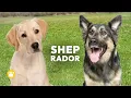 Sheprador German Shepherd Labrador Retriever Mix Appearance Training Exercise Health Lifestyle