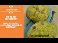 Lagu How to peel, core and cut a breadfruit? | Easy Steps To Cut Nirpanas At home - Raksha's Kitchen