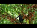 Download Lagu Speciaal fruit dat alleen in Zuidoost-Azië voorkomt - Oogst | Alleenstaande moeder