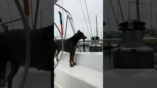 Good morning from Sausalito.. #boatlife #petsofyoutube #sailing