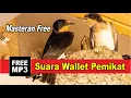 Download Lagu SUARA PANGGIL BURUNG WALET ASLI DARI ALAM | Masteran Burung Walet Pemanggil