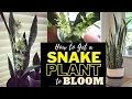 How to Get a Snake Plant to Bloom Highly Fragrant Rare