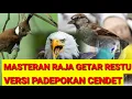 MASTERAN RAJA GETAR RESTU versi Padepokan cendet || Rahasia sukses masterin trotolan cendet