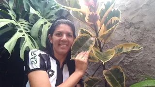 FICUS ELÁSTICA RUBY! DICAS de como Cuidar