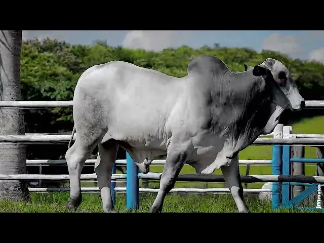 Touro Nelore SGN - 2515