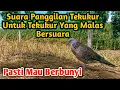 Download Lagu Tekukur Malas Bersuara Pasti Langsung Berbunyi Mendengar Suara Panggilan Tekukur Ini