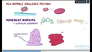 Serratia marcescens