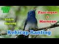 Lagu SUARA BURUNG KEHICAP RANTING SUARA ASLI UNTUK PANCINGAN DAN MASTERAN