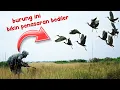 Download Lagu BERBURU BURUNG GAJAHAN HITAM