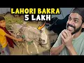 Download Lagu 5 LAKH KA LAHORI BAKRA - Mandi Vlog Part 2