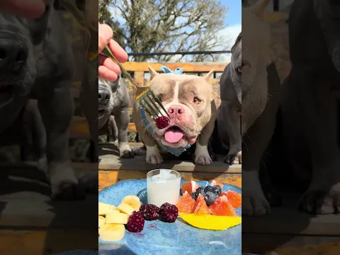 O Petisco de Hoje é Frutas com Iogurte Natural 😍🐾