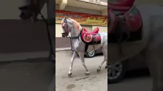 شوف الحصان بيرقص لوحده خيل Arabichorse السمان اكسبلور 