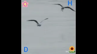 كنت هربان من البشر دندنها