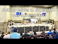 Selling Calves In Joplin MO vs Local Market Was It Worth It