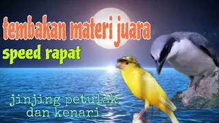jinjing petulak vs kenari tembakan materi juara 