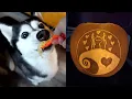 A Day in the Life of Pumpkin Carving Insanity