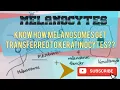 MELANOCYTES - STRUCTURE AND FUNCTION