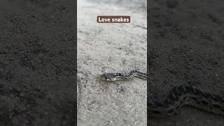 Gopher snake on the trail during last nights hike. #snake #snakes #hike