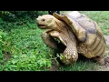 Tortoise mating sounds