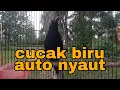 Download Lagu pancingan cucak biru bahan agar mau bunyi