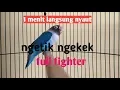 Download Lagu Cukup 1 menit lovebirdmu ngekek dengar ini
