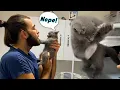 Download Lagu Kucing Shorthair Inggris Kecil yang Nakal! #TheVet