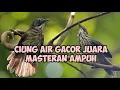 Download Lagu burung ciung Air suara rapat super ampuh gacor gila masteran pikat langsung bikin lawat mendekat