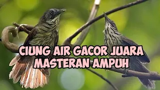 burung ciung air suara rapat super ampuh gacor gila masteran pikat langsung bikin lawat mendekat