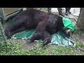 A new beginning for bear POTAP in BEAR SANCTUARY Domazhyr